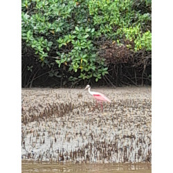 Estero tour