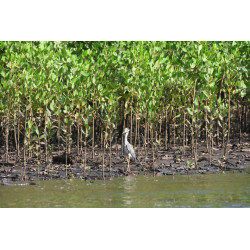 Estero tour