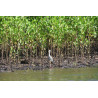 Estero tour