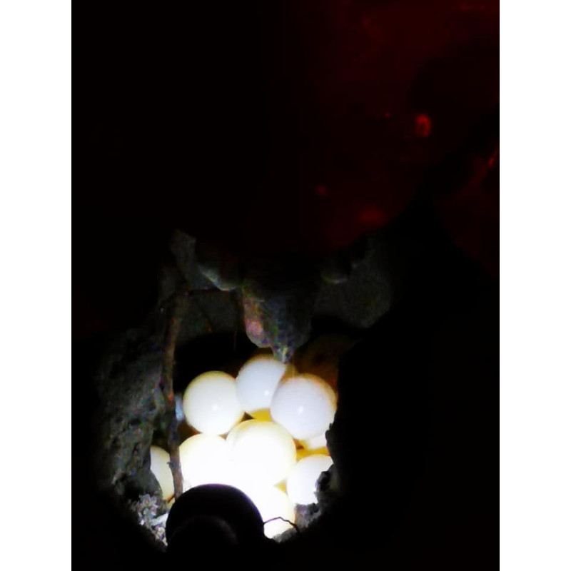 Tortugas