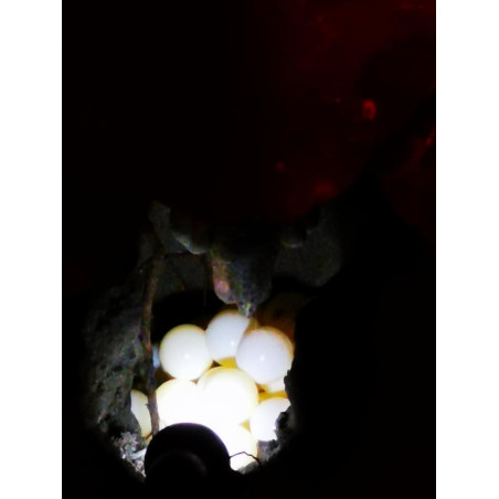 Tortugas