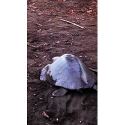 Tortugas