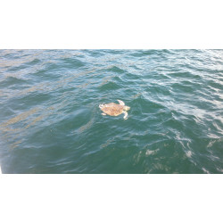 Snorkel