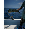 Sport fishing