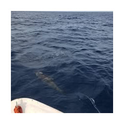 Sport fishing