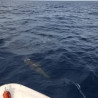 Sport fishing