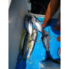 Sport fishing